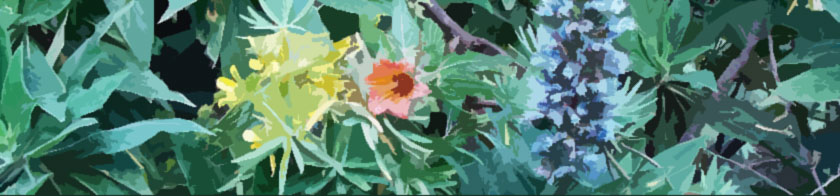 Flowers in Gran Canaria